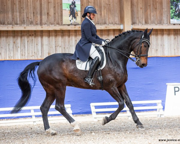 dressage horse Zartbitter 4 (Württemberger, 2010, from Zack)