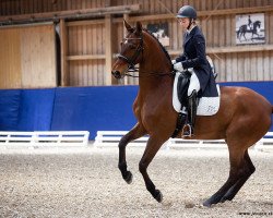 dressage horse Picoletta K (Westphalian, 2008, from Pik Labionics)