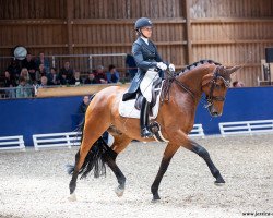 dressage horse Balios Primus (Mecklenburg, 2013, from Bertolini)