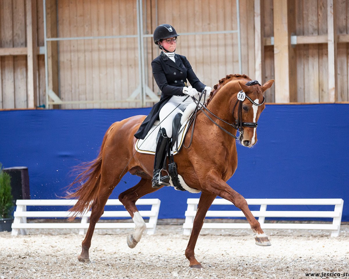stallion Wild Child (Hanoverian, 2011, from Wavavoom)