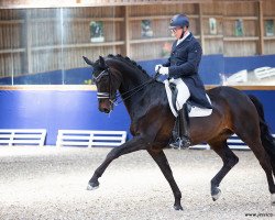 dressage horse Baron Bollwerk (Westphalian, 2011, from Bordeaux 28)