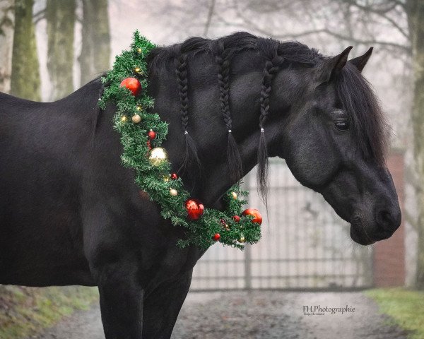 Deckhengst Guapo (Pura Raza Espanola (PRE), 2003)