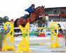 stallion Tresor de Virton (Selle Français, 2007, from Kashmir van't Schuttershof)