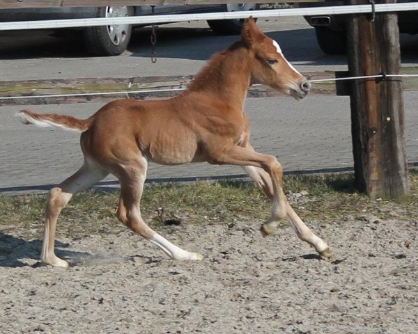 Zuchtstute Arabella B (Deutsches Reitpony, 2013, von A Gorgeous)