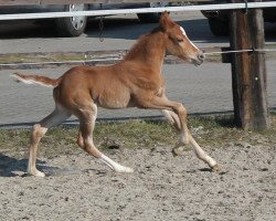 broodmare Arabella B (German Riding Pony, 2013, from A Gorgeous)