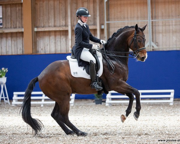 dressage horse Di Caprio (Württemberger, 2011, from Diamo Gold)