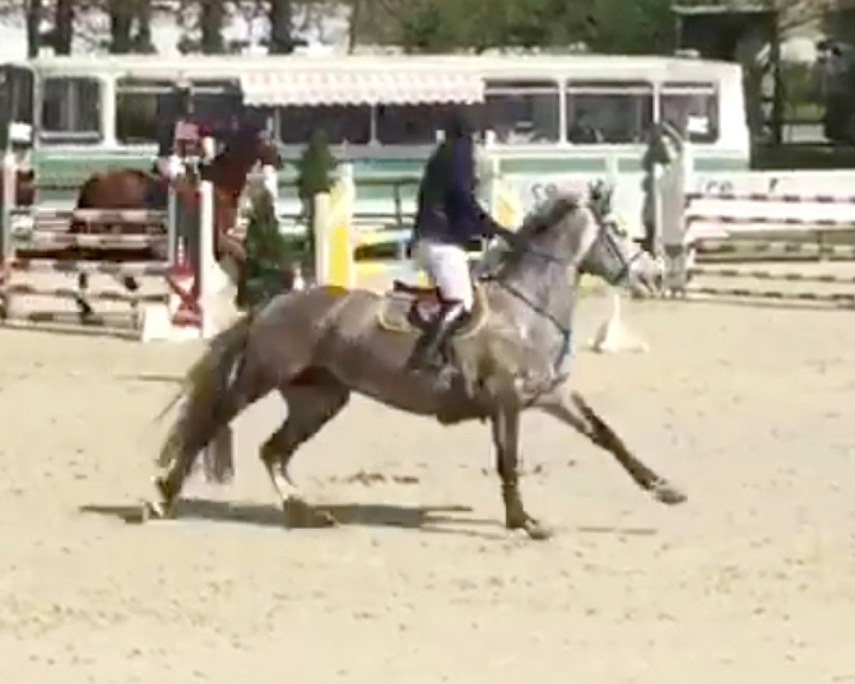 broodmare Cybele Fetan d'Isigny (Selle Français, 2012, from Ensor van de Heffinck)