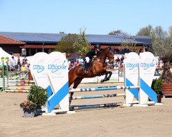 jumper Heiligenbergs Liebeslied (German Riding Pony, 2014, from Churchill)