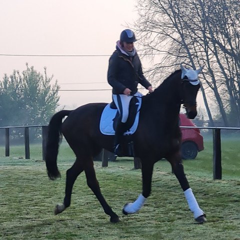 Pferd Heathrow (KWPN (Niederländisches Warmblut), 2012, von Jazz)