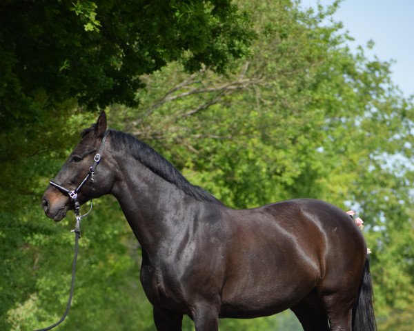 dressage horse Donna 474 (Westphalian, 2000, from Don William)