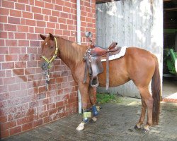 Pferd Bubbles (Quarter Horse)