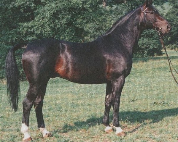 stallion Amateur II (Trakehner, 1970, from Donauwind)