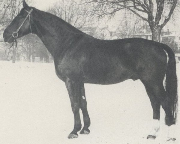stallion Wrede (Hanoverian, 1960, from Frevler)