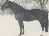 stallion Wrede (Hanoverian, 1960, from Frevler)