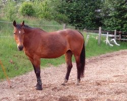 dressage horse Ramira (Oldenburger, 1993, from Randazzo II)