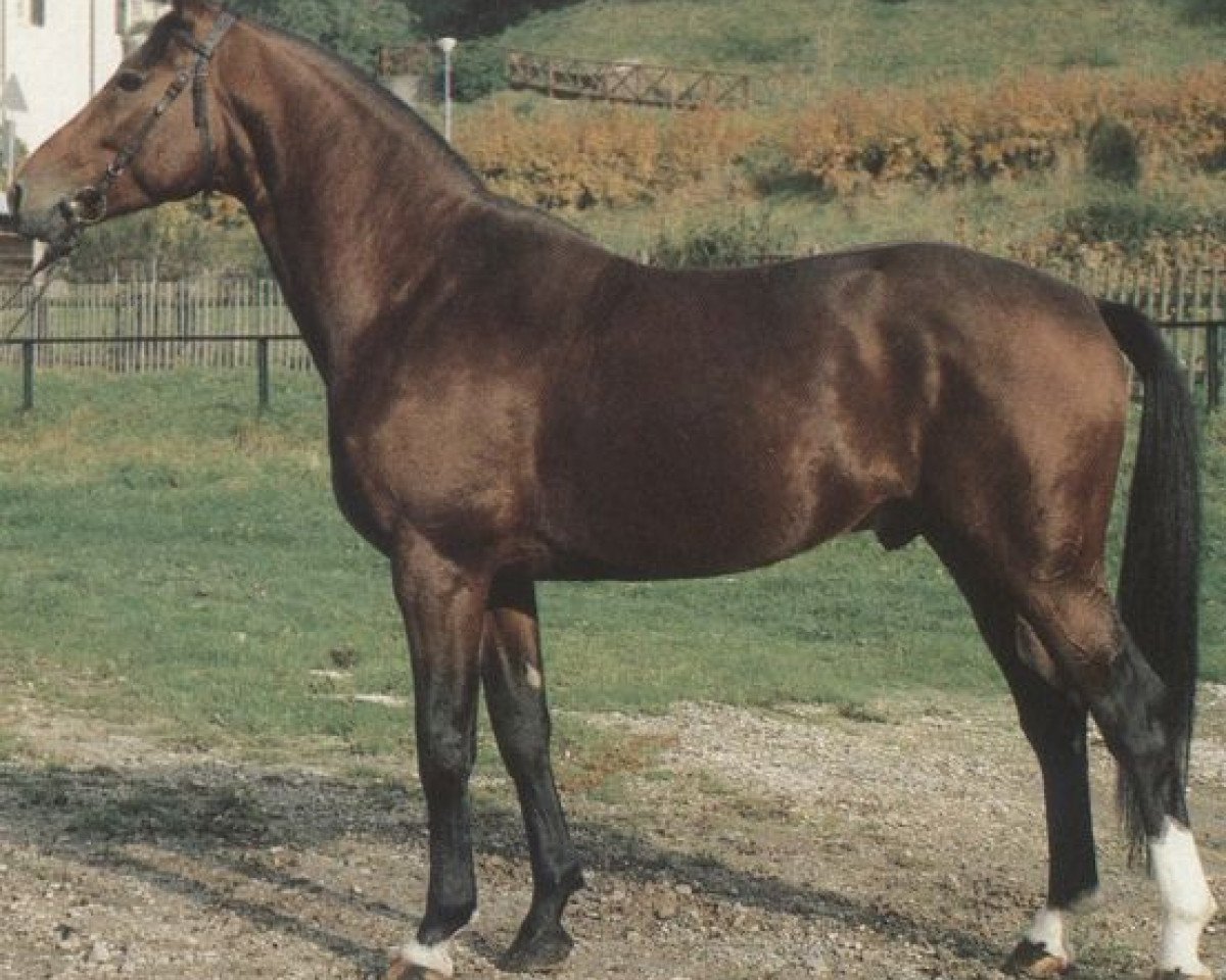 Deckhengst Präses (Württemberger, 1976, von Pregel)