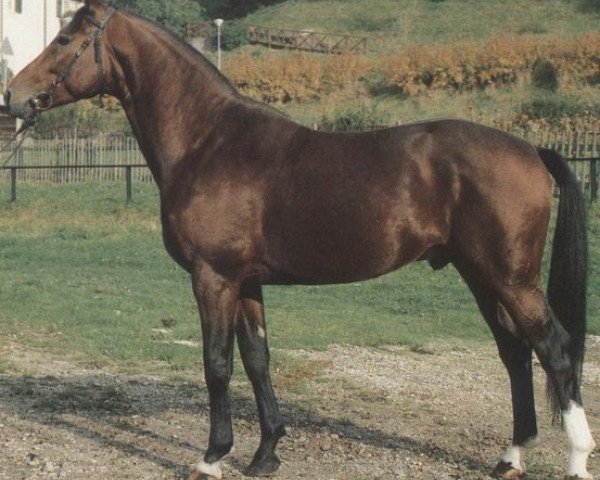 stallion Präses (Württemberger, 1976, from Pregel)