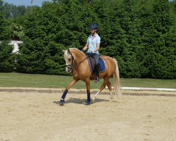 broodmare Donna de Luxe 3 (German Riding Pony, 2008, from Dior)