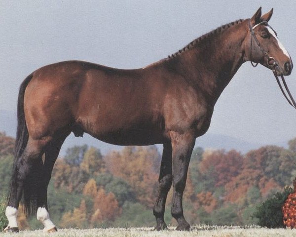 stallion Darius (Hanoverian, 1978, from Darling)