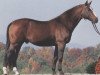 stallion Darius (Hanoverian, 1978, from Darling)