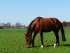 broodmare Fambalaya (Westphalian, 2002, from Florestan I)