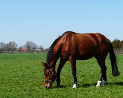 broodmare Fambalaya (Westphalian, 2002, from Florestan I)