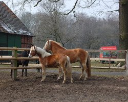 dressage horse Sky (3,32% ox) (Edelbluthaflinger, 2012, from Sandmann C (4,30% ox))