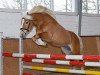 dressage horse Arnheim (3,125% ox) (Edelbluthaflinger, 2003, from Admiral)