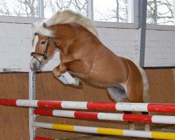 dressage horse Arnheim (3,125% ox) (Edelbluthaflinger, 2003, from Admiral)