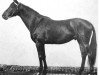 stallion Elan (Trakehner, 1963, from Golddollar)