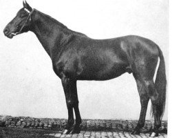 stallion Elan (Trakehner, 1963, from Golddollar)