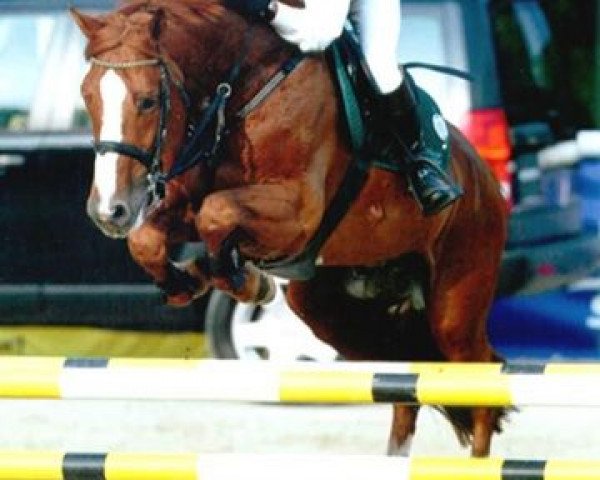 broodmare Noblesse de Semilly (Selle Français, 2001, from Quick Star)