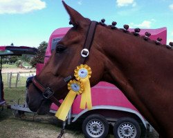 dressage horse Panya (Oldenburg, 2005, from Pik Donnerhall)