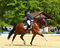 dressage horse Remondini (Westphalian, 1999, from Ragazzo)