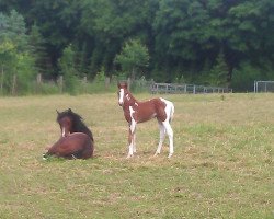 broodmare Benjamyn's Blümchen (German Riding Pony, 2013, from Benjamyn I)