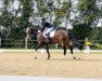 dressage horse Larry 219 (Westphalian, 2012, from Laureus NRW)