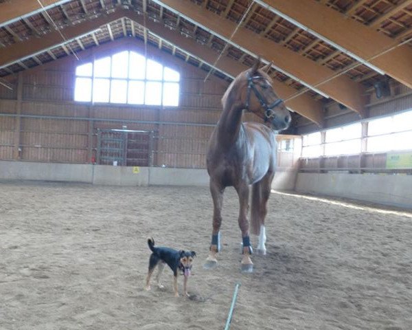 broodmare Chintana L (Oldenburg show jumper, 2007, from Chintan)