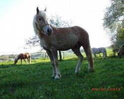 Pferd Sturmius (Haflinger, 2009, von Steinberg)