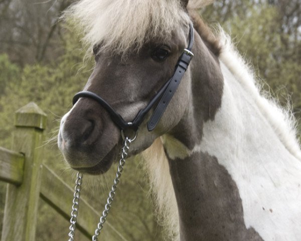 horse Toet's Colorado Dream (Nederlands Mini Paarden, 2009, from Star's Toetanchamon)