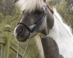 Pferd Toet's Colorado Dream (Nederlands Mini Paarden, 2009, von Star's Toetanchamon)