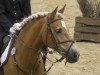 dressage horse Lomira (Haflinger, 2000, from liz. 167/T Walzertakt)