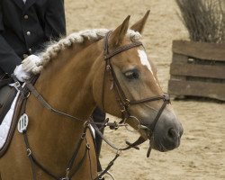 dressage horse Lomira (Haflinger, 2000, from liz. 167/T Walzertakt)