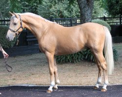 Deckhengst Golden Strike (Deutsches Reitpony, 2011, von Golden Atreju)