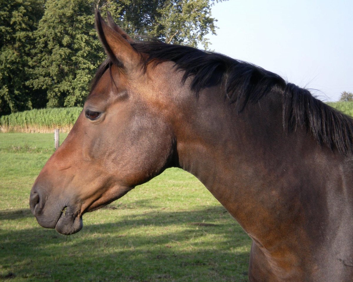 broodmare Leni (German Riding Pony, 1998, from Lucky Strike)