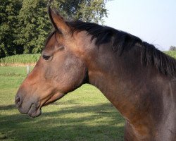 Zuchtstute Leni (Deutsches Reitpony, 1998, von Lucky Strike)