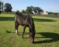 broodmare Hella (Nederlands Rijpaarden en Pony, 1989, from Eduard)