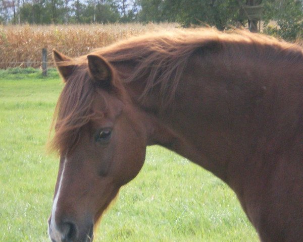 Pferd Steverheides Warlock (Deutsches Reitpony, 2004, von Werwolf)