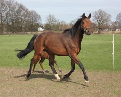 broodmare Fräulein Smilla (Westphalian, 2007, from First Final)