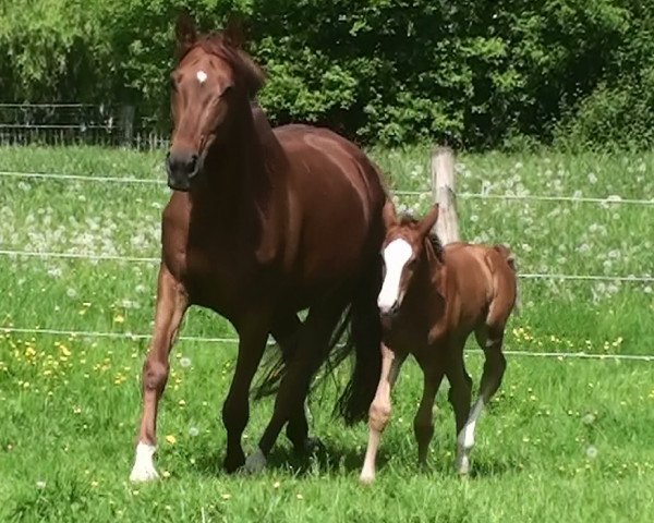 broodmare Flavia 51 (Westphalian, 2003, from Fleurop)