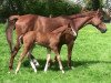 dressage horse Sommerliebe H (Westphalian, 2013, from Sir Heinrich OLD)